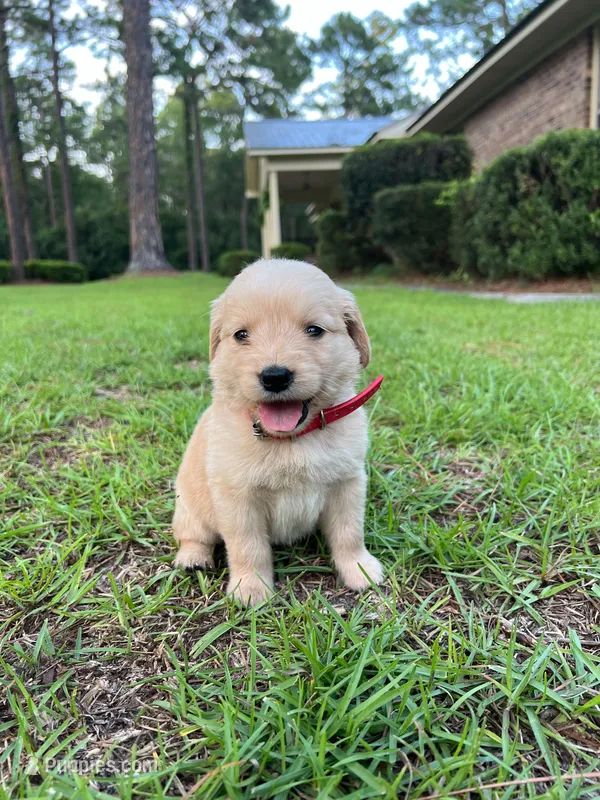 Sarge- Red collar – Golden Retriever puppy for sale in Statesboro, GA