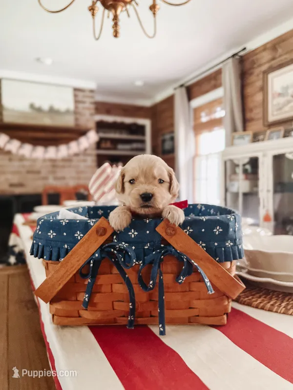 Sarge- Red collar – Golden Retriever puppy for sale in Statesboro, GA