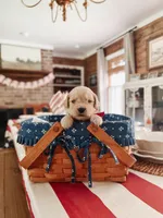 Sarge- Red collar, a male Golden Retriever for sale in Statesboro, GA – 1 of 3