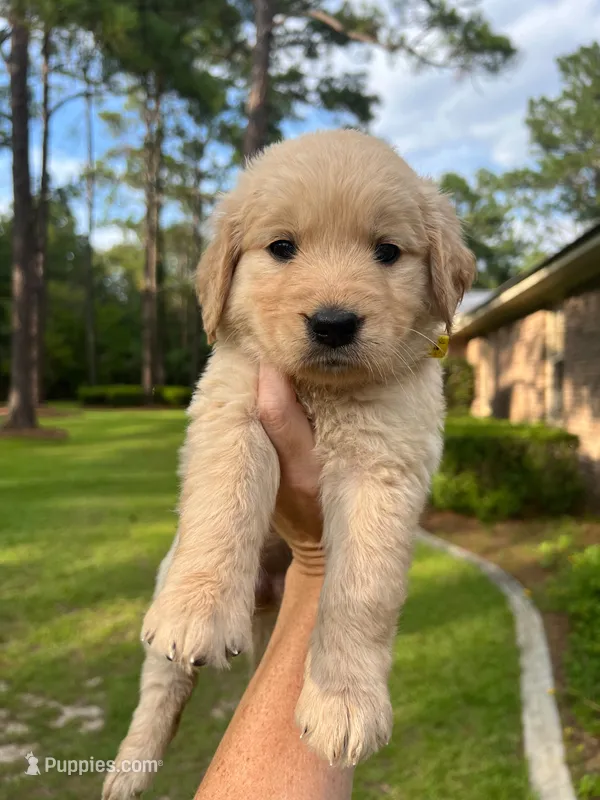 LAST PUPPY!  Libby-yellow collar – Golden Retriever puppy on hold in Statesboro, GA