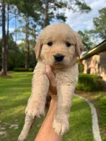 LAST PUPPY!  Libby-yellow collar, a female Golden Retriever for sale in Statesboro, GA – 1 of 2