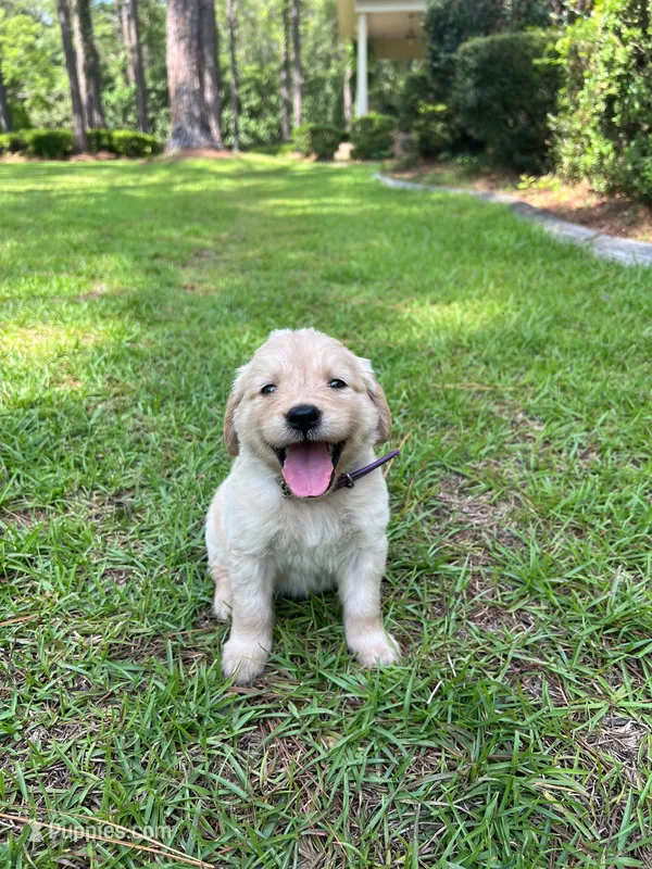 Mercy- Purple collar  – Golden Retriever puppy for sale in Statesboro, GA