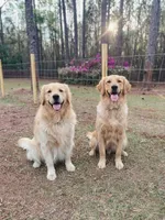 Mercy- Purple collar , a female Golden Retriever for sale in Statesboro, GA – 3 of 3