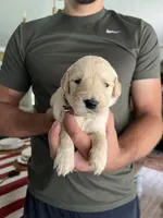 Scout- Brown collar, a male Golden Retriever for sale in Statesboro, GA – 2 of 3