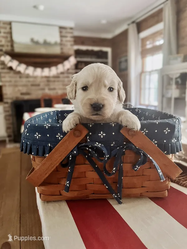 Bravo- Black collar  – Golden Retriever puppy for sale in Statesboro, GA