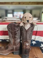 Mercy- Purple collar , a female Golden Retriever for sale in Statesboro, GA – 1 of 3