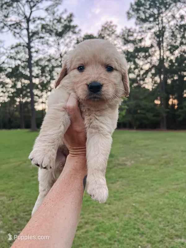 Liberty (Libby) - Yellow collar  – Golden Retriever puppy for sale in Statesboro, GA