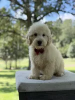 Buddy , a male Miniature Goldendoodle for sale in Mayfield, KY – 2 of 10