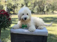 Buddy , a male Miniature Goldendoodle for sale in Mayfield, KY – 7 of 10