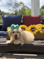 Bess, a female Miniature Goldendoodle for sale in Mayfield, KY – 8 of 10
