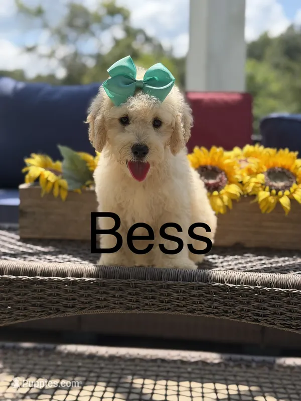 Bess – Miniature Goldendoodle puppy for sale in Mayfield, KY