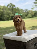 Wiggles, a female Miniature Goldendoodle for sale in Mayfield, KY – 2 of 10