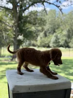 Boo, a female Miniature Goldendoodle for sale in Mayfield, KY – 5 of 10