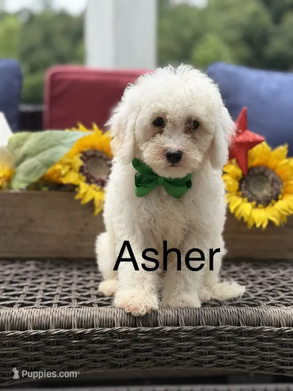 Asher – Miniature Goldendoodle puppy for sale in Mayfield, KY