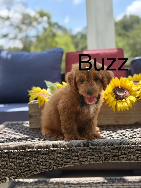 Buzz – Miniature Goldendoodle puppy for sale in Mayfield, KY