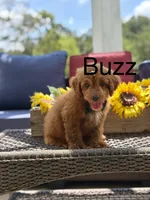 Buzz, a male Miniature Goldendoodle for sale in Mayfield, KY – 1 of 10
