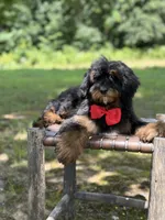 Teddy , a male Miniature Goldendoodle for sale in Mayfield, KY – 10 of 10