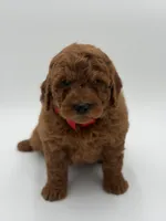 Gizmo, a male Miniature Goldendoodle for sale in Mayfield, KY – Photo 6 of 9