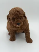 Gizmo, a male Miniature Goldendoodle for sale in Mayfield, KY – Photo 3 of 9