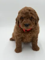 Gizmo, a male Miniature Goldendoodle for sale in Mayfield, KY – Photo 5 of 9