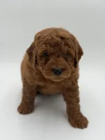 Gizmo, a male Miniature Goldendoodle for sale in Mayfield, KY – Photo 8 of 9