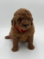 Gizmo, a male Miniature Goldendoodle for sale in Mayfield, KY – Photo 2 of 9