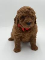 Gizmo, a male Miniature Goldendoodle for sale in Mayfield, KY – Photo 4 of 9
