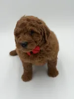 Gizmo, a male Miniature Goldendoodle for sale in Mayfield, KY – Photo 7 of 9