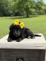Gina, a female Miniature Bernedoodle for sale in Mayfield, KY – 2 of 9
