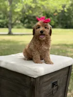 Winnie , a female Miniature Goldendoodle for sale in Mayfield, KY – 9 of 10