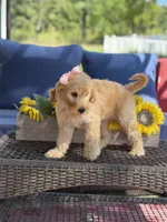 Diva, a female Goldendoodle for sale in Mayfield, KY – 7 of 10