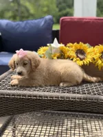 Angel, a female Miniature Goldendoodle for sale in Mayfield, KY – 9 of 10
