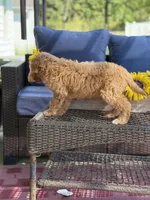 Dora, a female Goldendoodle for sale in Mayfield, KY – 8 of 10