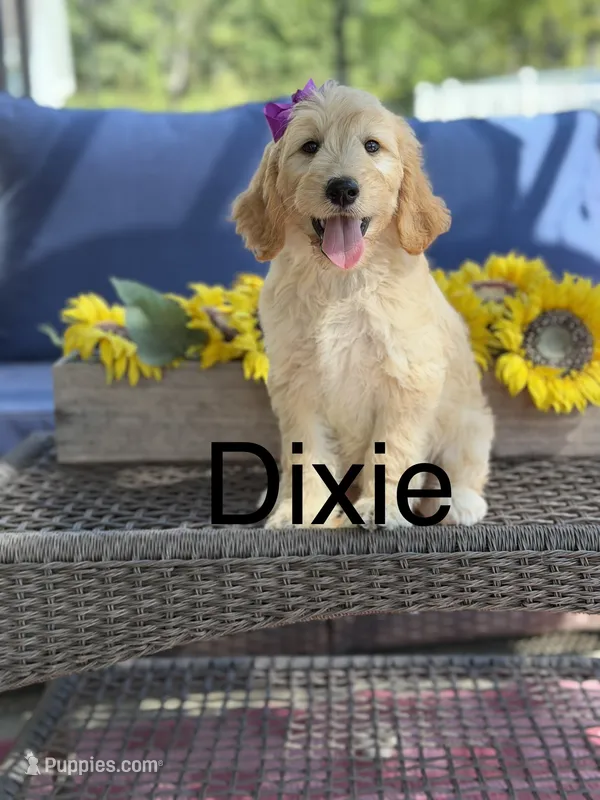 Dixie  – Goldendoodle puppy for sale in Mayfield, KY