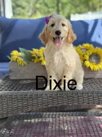 Dixie , a female Goldendoodle for sale in Mayfield, KY – 1 of 10