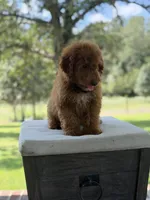 Buzz, a male Miniature Goldendoodle for sale in Mayfield, KY – 4 of 10