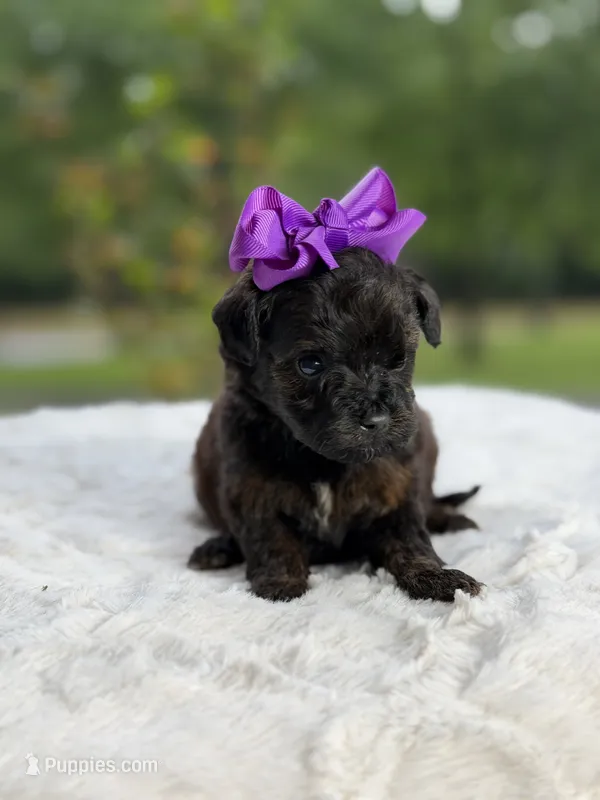 Coco – Miniature Goldendoodle puppy for sale in Mayfield, KY
