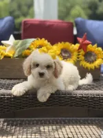 April, a female Miniature Goldendoodle for sale in Mayfield, KY – 10 of 10