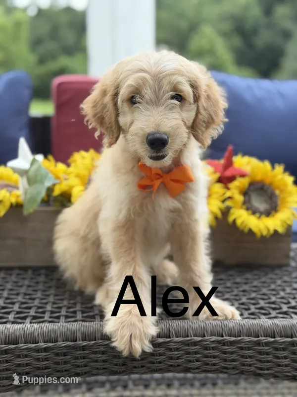 Alex – Miniature Goldendoodle puppy for sale in Mayfield, KY
