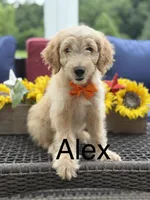 Alex, a male Miniature Goldendoodle for sale in Mayfield, KY – 1 of 10