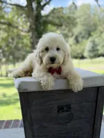 Buddy , a male Miniature Goldendoodle for sale in Mayfield, KY – 10 of 10