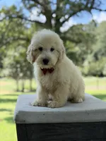 Buddy , a male Miniature Goldendoodle for sale in Mayfield, KY – 8 of 10