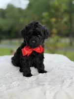 Carter , a male Miniature Goldendoodle for sale in Mayfield, KY – 5 of 10