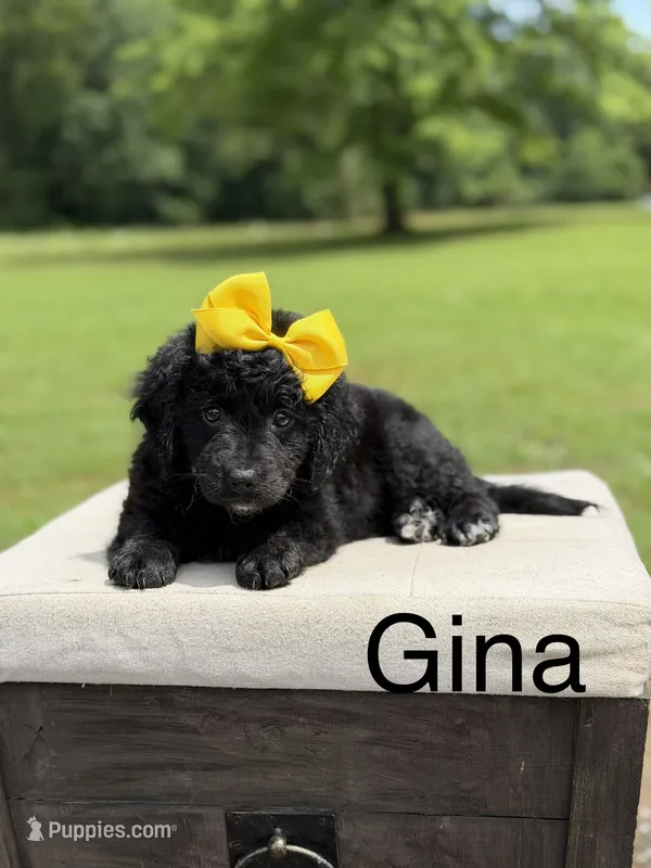Gina – Miniature Bernedoodle puppy for sale in Mayfield, KY