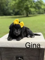 Gina, a female Miniature Bernedoodle for sale in Mayfield, KY – 1 of 9
