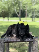 Gina, a female Miniature Bernedoodle for sale in Mayfield, KY – 10 of 10