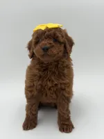 Gigi, a female Miniature Goldendoodle for sale in Mayfield, KY – Photo 4 of 10