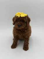 Gigi, a female Miniature Goldendoodle for sale in Mayfield, KY – Photo 9 of 10