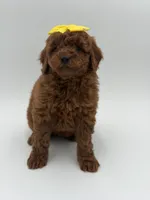 Gigi, a female Miniature Goldendoodle for sale in Mayfield, KY – Photo 7 of 10