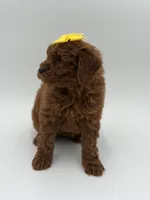 Gigi, a female Miniature Goldendoodle for sale in Mayfield, KY – Photo 8 of 10